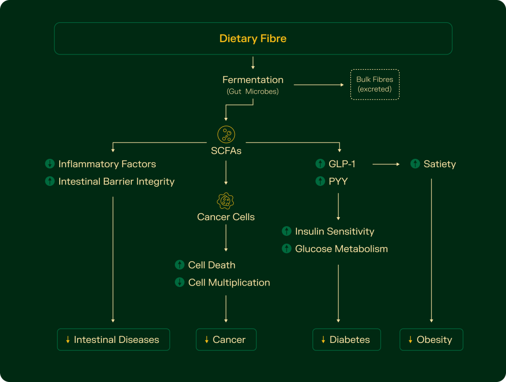 Diagram showing fiber-driven SCFA production impacting immune function, gut barrier, and metabolic health.